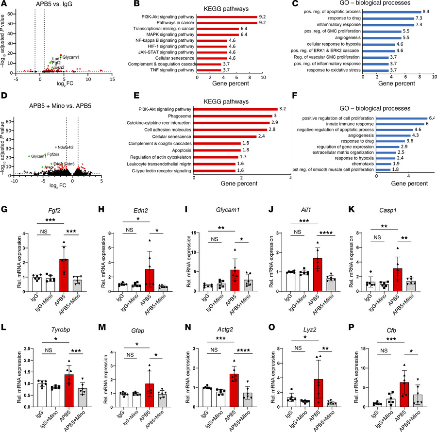 APB5 and minocycline exert global changes in retinal transcriptome of 4-...