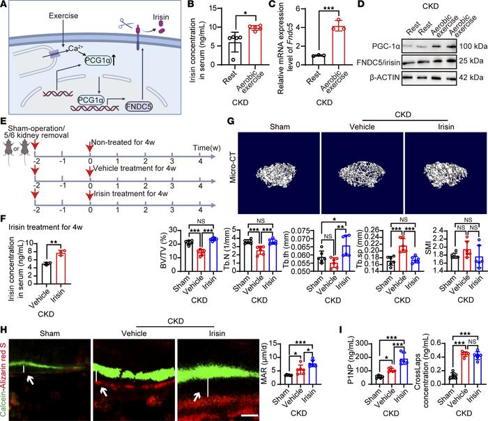 Aerobic exercise/PGC-1α/irisin axis prevents renal osteodystrophy in mic...