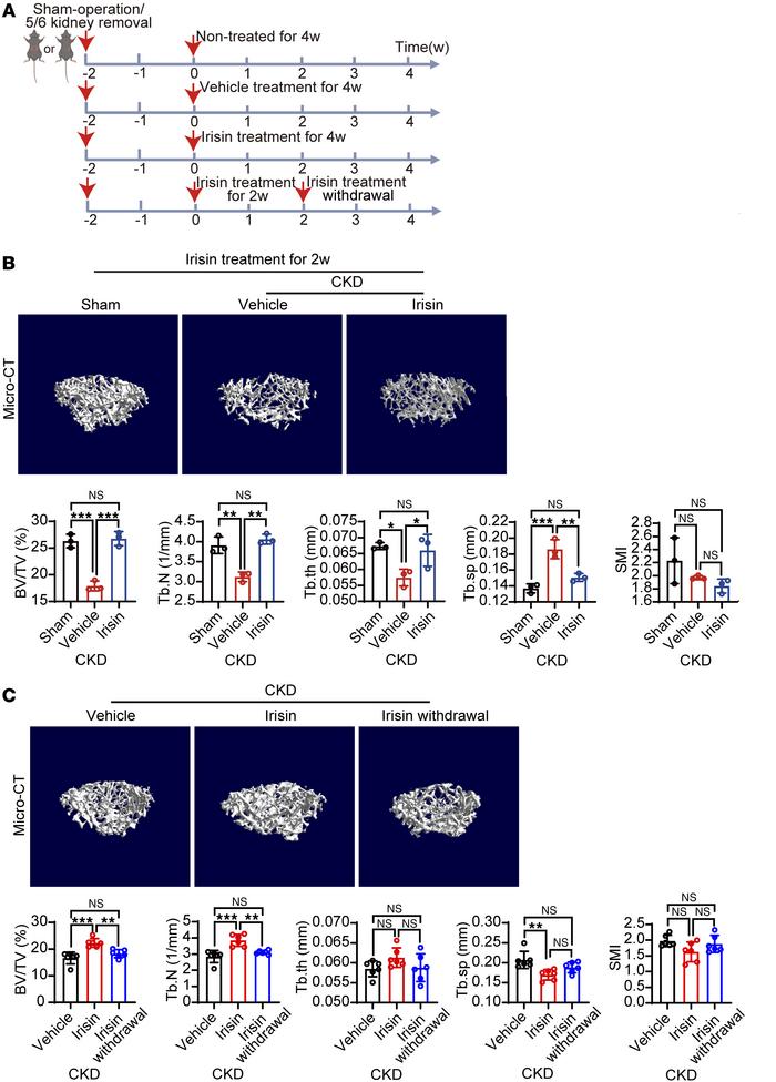 Sustained irisin administration is required to prevent renal osteodystro...
