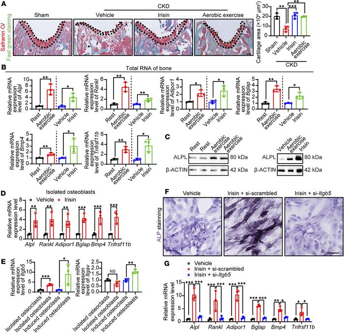 Irisin/integrin αvβ5/osteoblast axis prevents renal osteodystrophy.
(A) ...