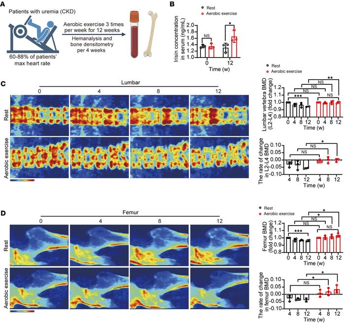 Aerobic exercise increases circulating irisin and prevents renal osteody...