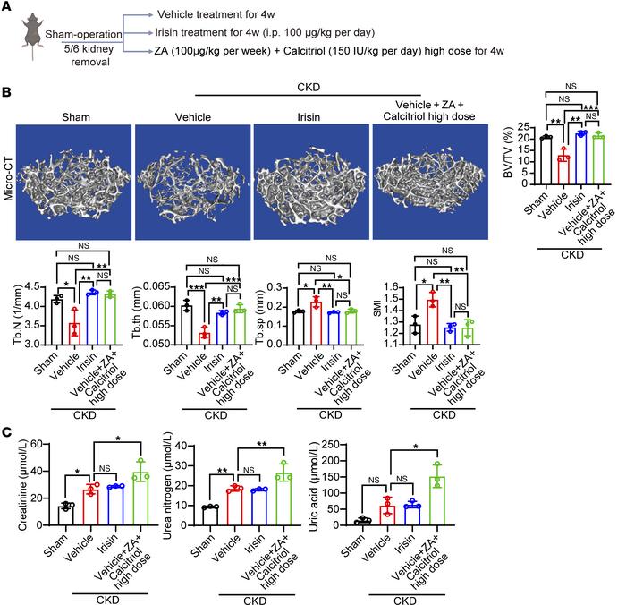 Irisin is not renal toxic for effective antiosteodystrophy treatment.
(A...