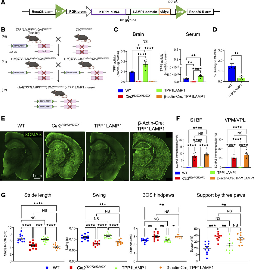 Generation of TPP1LAMP1 mice.
(A) The TPP1LAMP1 construct was created by...