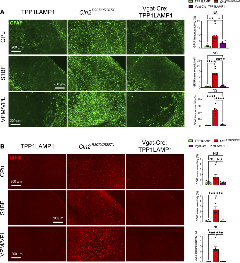 Interneuron-specific TPP1 deficiency does not trigger the neuroimmune re...