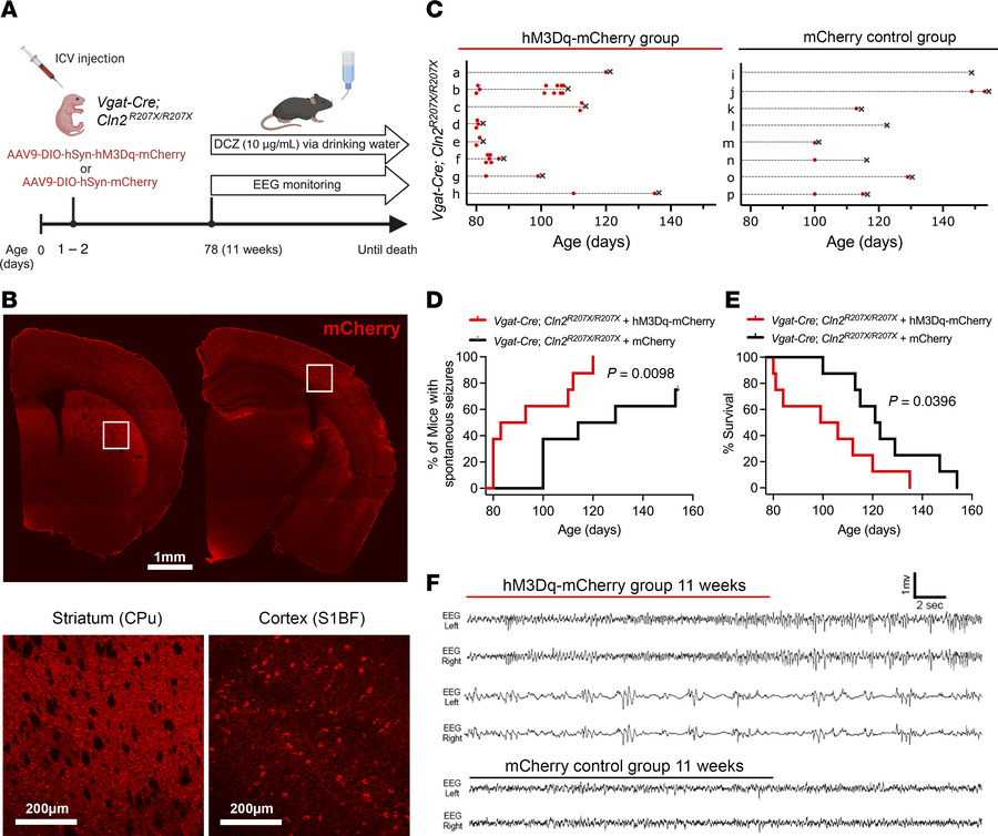 Chemogenetic activation of interneurons exacerbates seizure phenotypes i...