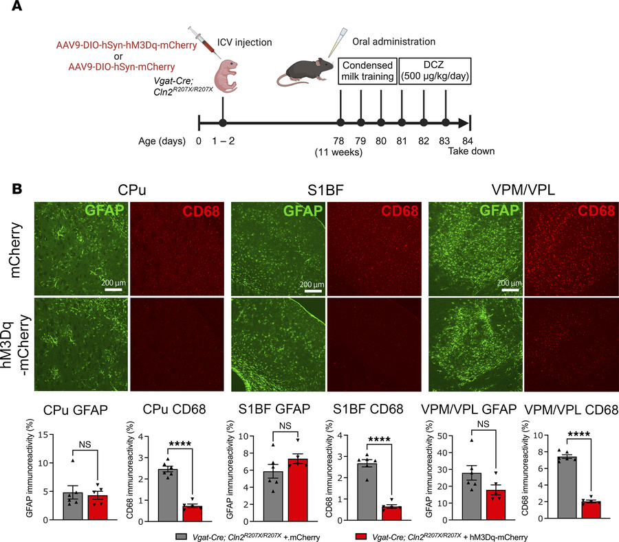Chemogenetic activation of interneurons alters microglial activation in ...