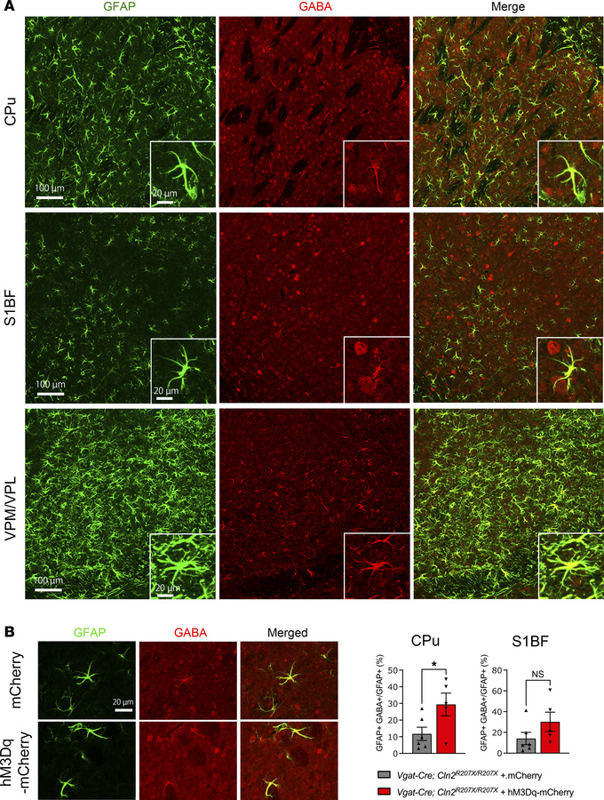 Chemogenetic activation of interneurons aggravates GABA immunoreactivity...