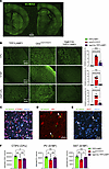 Interneuron-specific TPP1 deficiency leads to storage material accumulation
