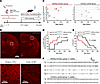 Chemogenetic activation of interneurons exacerbates seizure phenotypes in C