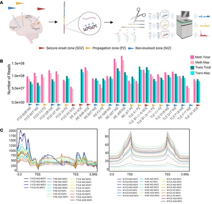 Single-source high throughput multi-omic profiling of EEG electrodes in ...