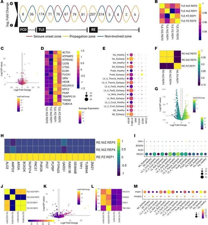 Distinct transcriptional signatures are activated in different epileptic...