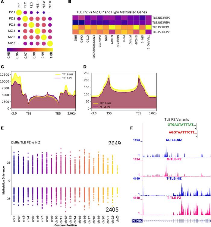 Insights into the epigenetic dysregulation in epilepsy.
(A) Replicate-wi...