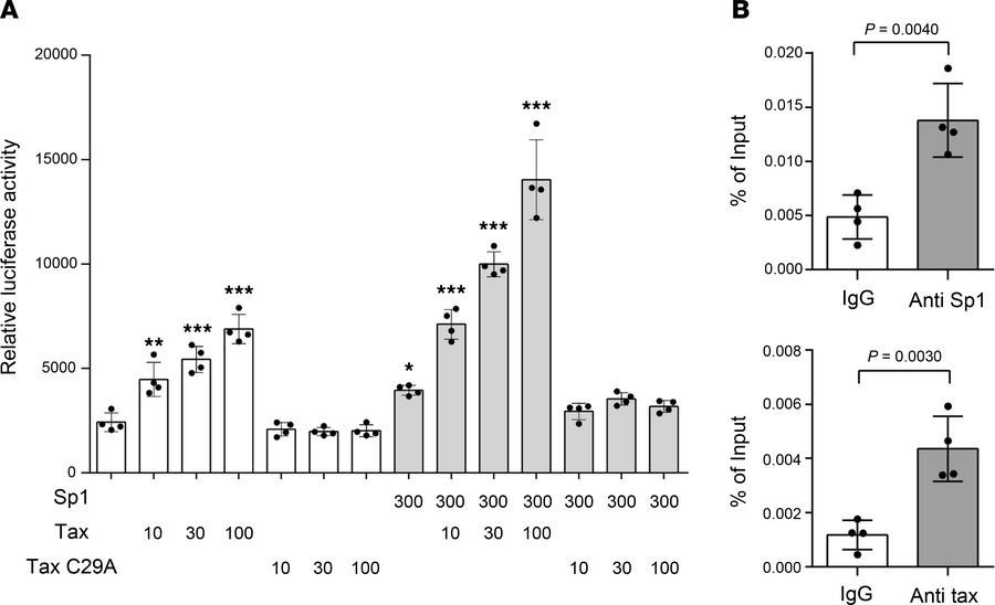Tax and Sp1 cooperatively enhance RGMA transcription.
(A) Coactivation o...