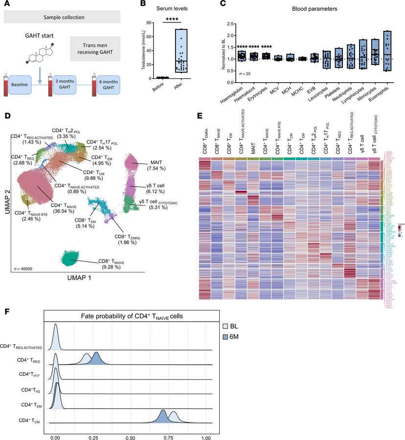 Gender-affirming hormone therapy (GAHT) with a high dose of testosterone...