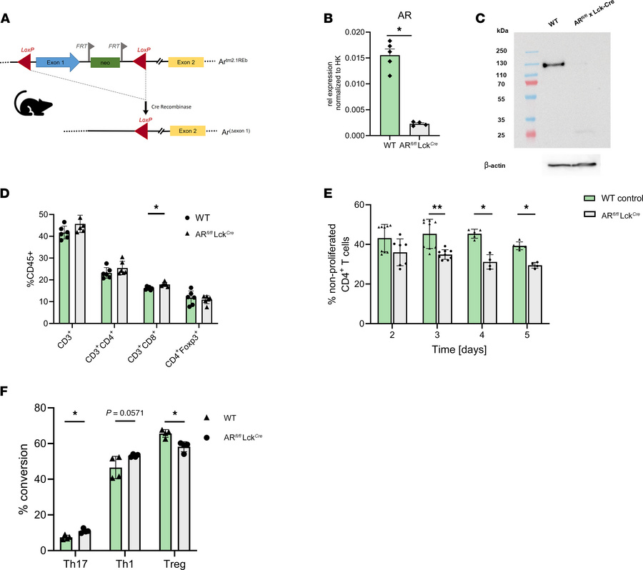 Testosterone directly acts on murine T cells via the cytosolic AR.
(A) S...