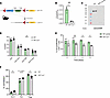 Testosterone directly acts on murine T cells via the cytosolic AR.