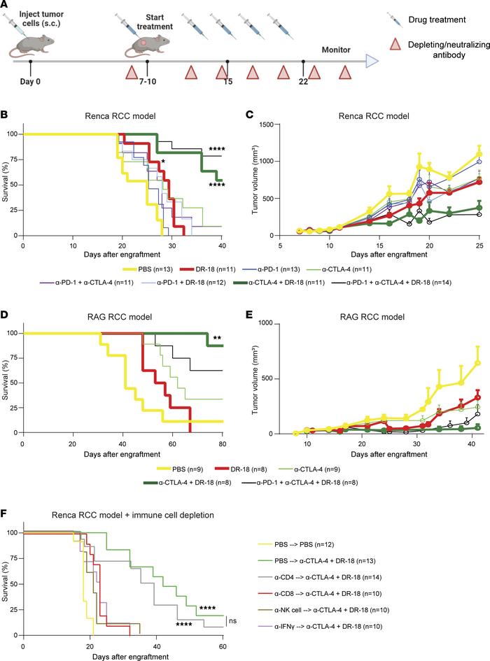 DR-18 combined with anti–CTLA-4 extends survival in murine RCC models.
(...