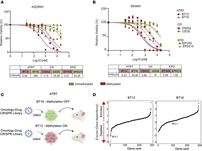 BCL2L1 hypermethylation predicts MCL1 dependency in an orthotopic CNS mo...