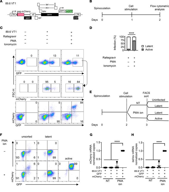 Dual reporter 89.6 VT1 can distinguish between latent and active HIV gen...