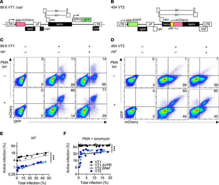 Factors that determine the likelihood of active and latent infection in ...