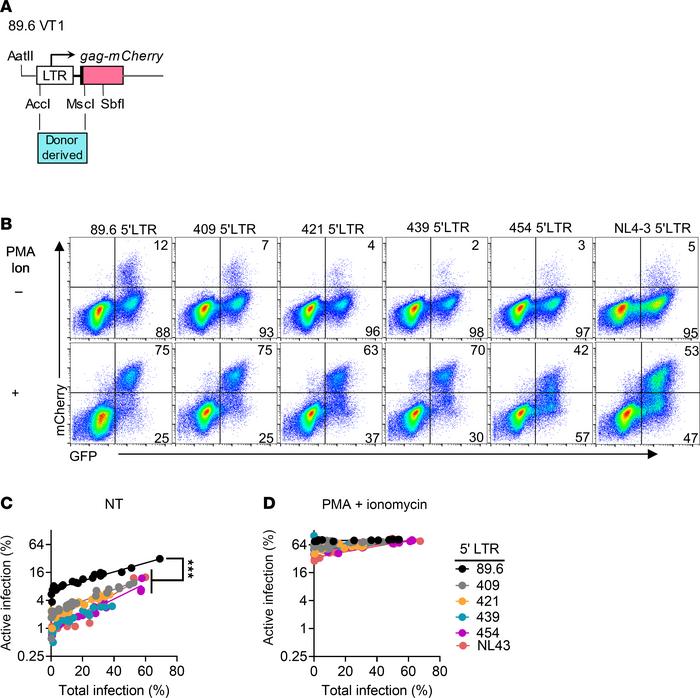 Variation in 5′ LTR sequence determines the proportion of actively versu...