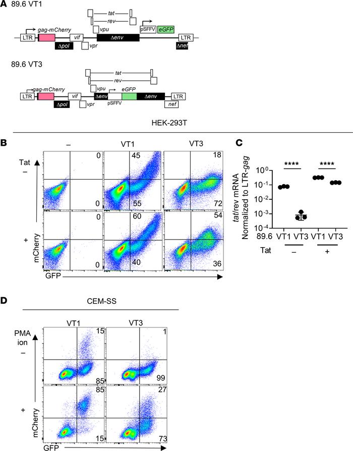 Insertion of constitutive promoter between Tat exons in 89.6 VT1 reduces...