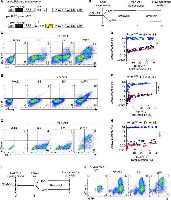 Overexpression of HIV tat dramatically reduces the impact of viral inocu...