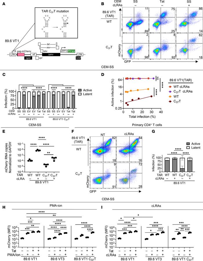 TAR mutation phenocopies low tat levels and creates a barrier to inducti...