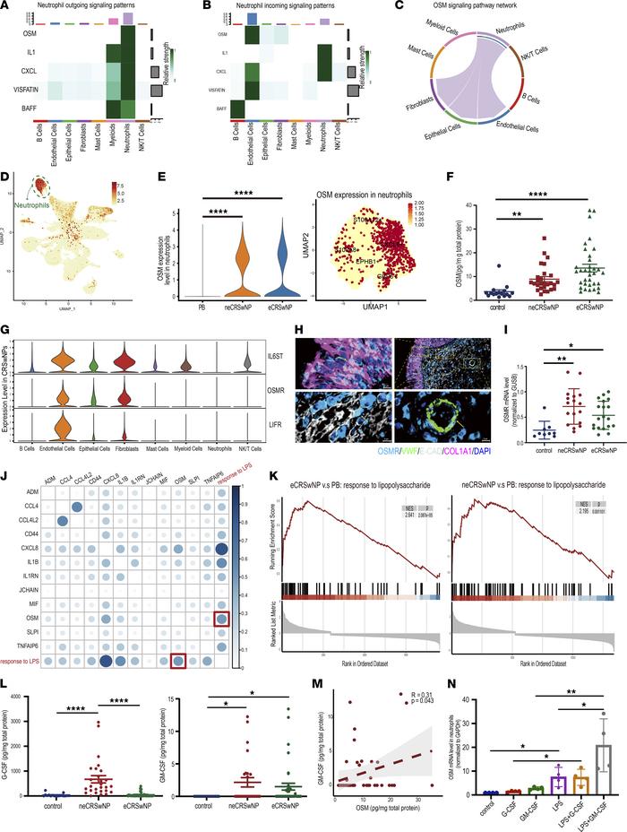 The level of OSM secreted by neutrophils is elevated in CRSwNP.
(A) Heat...