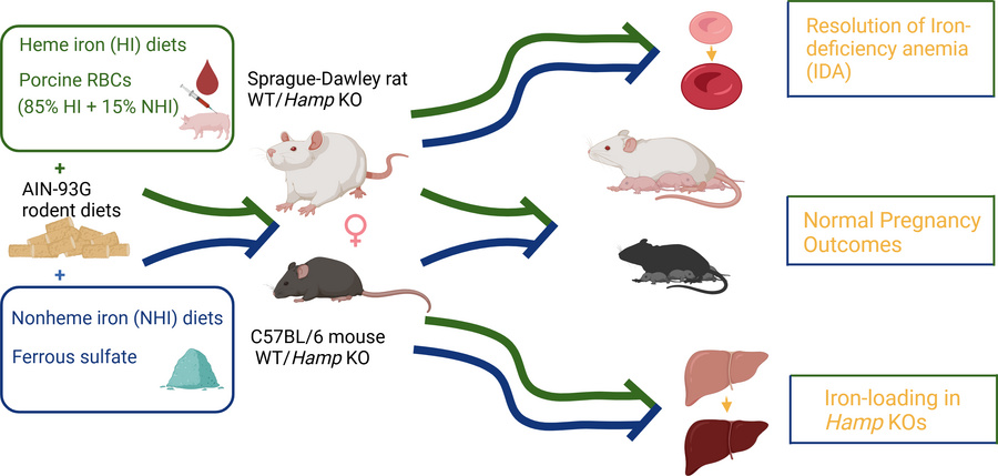 graphical abstract