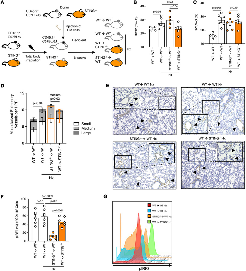 Divergent roles of STING expression on hematopoietic and nonhematopoieti...