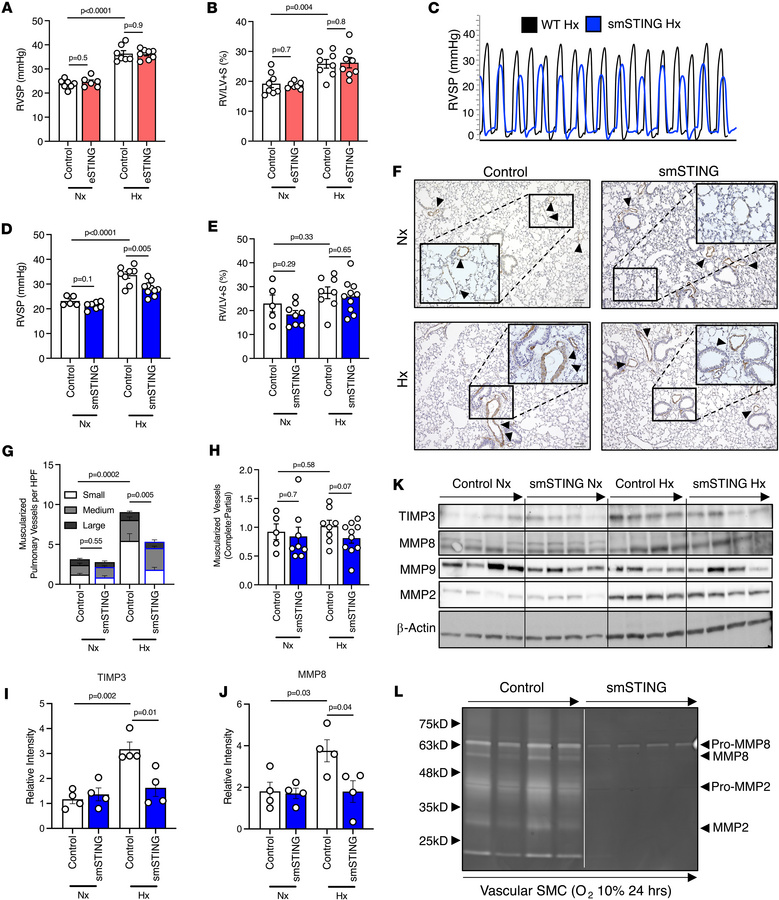 Smooth muscle, not endothelial, cell–specific deletion of STING provides...