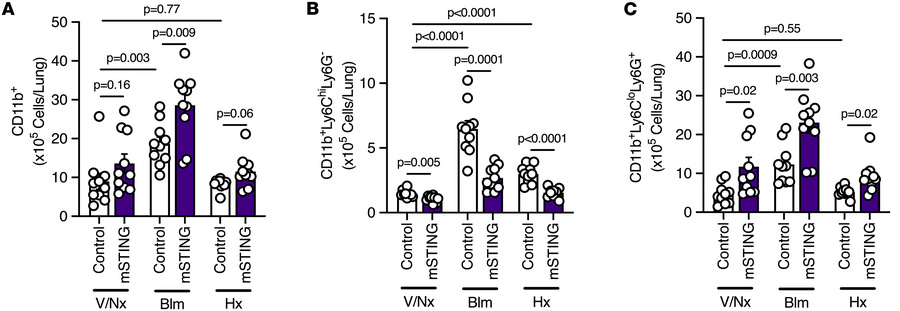 mSTING mice subjected to bleomycin or chronic hypoxia display an increas...