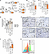 Divergent roles of STING expression on hematopoietic and nonhematopoietic c