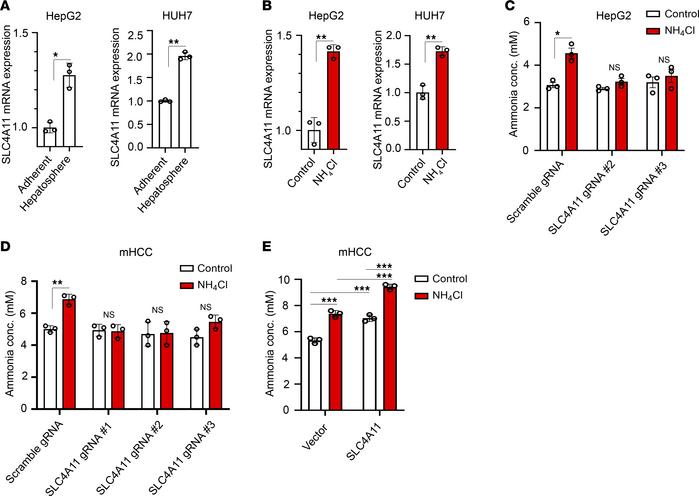 SLC4A11 functions as an ammonia importer in hepatocellular carcinoma ste...