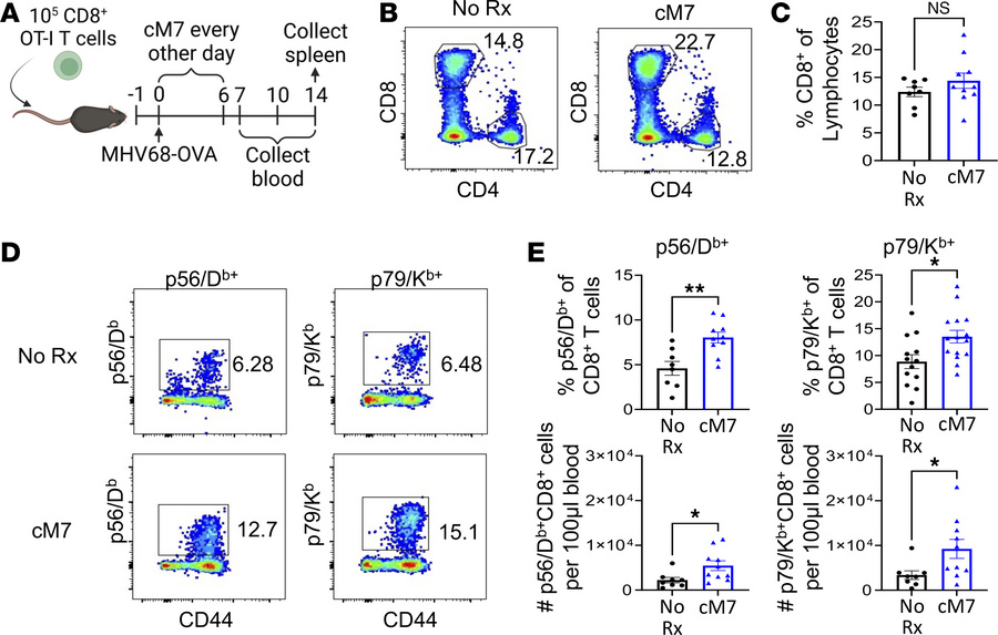 CD154:CD11b blockade increases the frequency and number of virus-specifi...