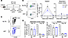 Control of viral load is maintained during CD154:CD11b blockade.