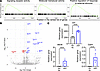 CD154:CD11b blockade promotes a distinct transcription profile in virus-spe