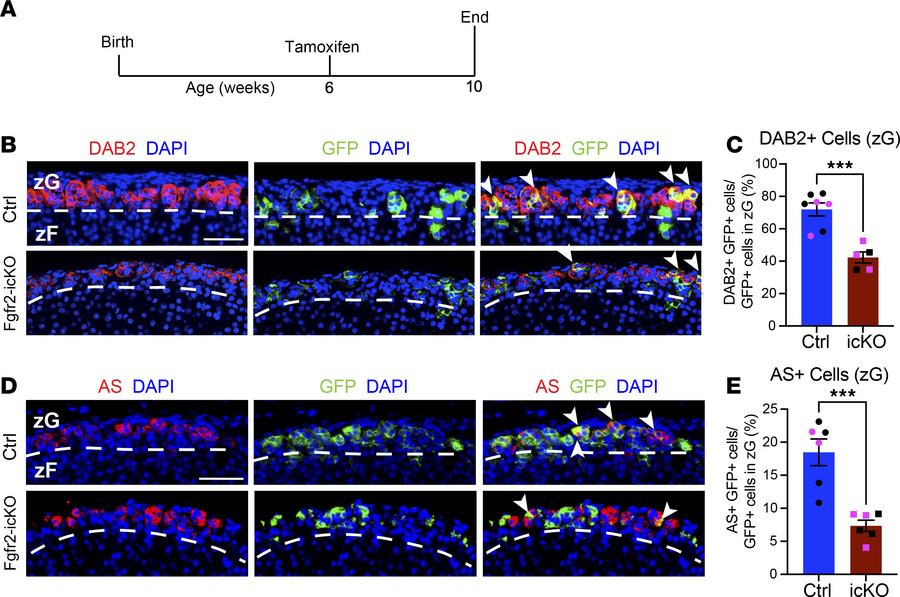 Inducible KO of Fgfr2 (Fgfr2-icKO) in adults leads to a loss of zG cell ...