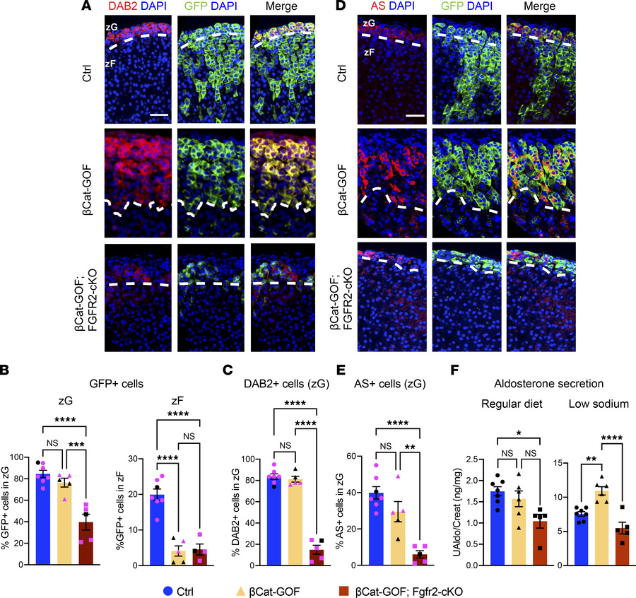 
Fgfr2 deletion abrogates β-catenin–induced zG hyperplasia.
(A) Represen...