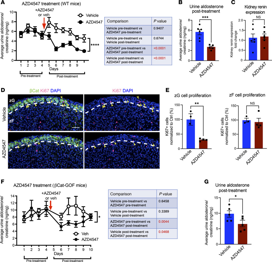 Pharmacological inhibition of FGFR lowers aldosterone secretion and zG p...