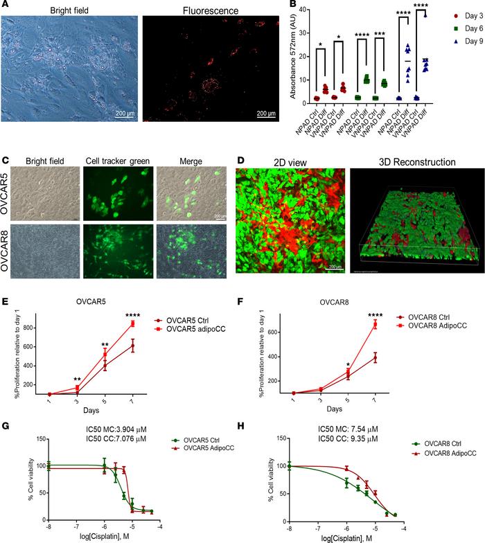 Direct coculture with adipocytes increases proliferation, platinum resis...