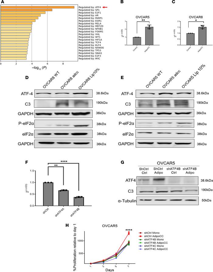 Adipocyte coculture increases activation of the integrated stress pathwa...