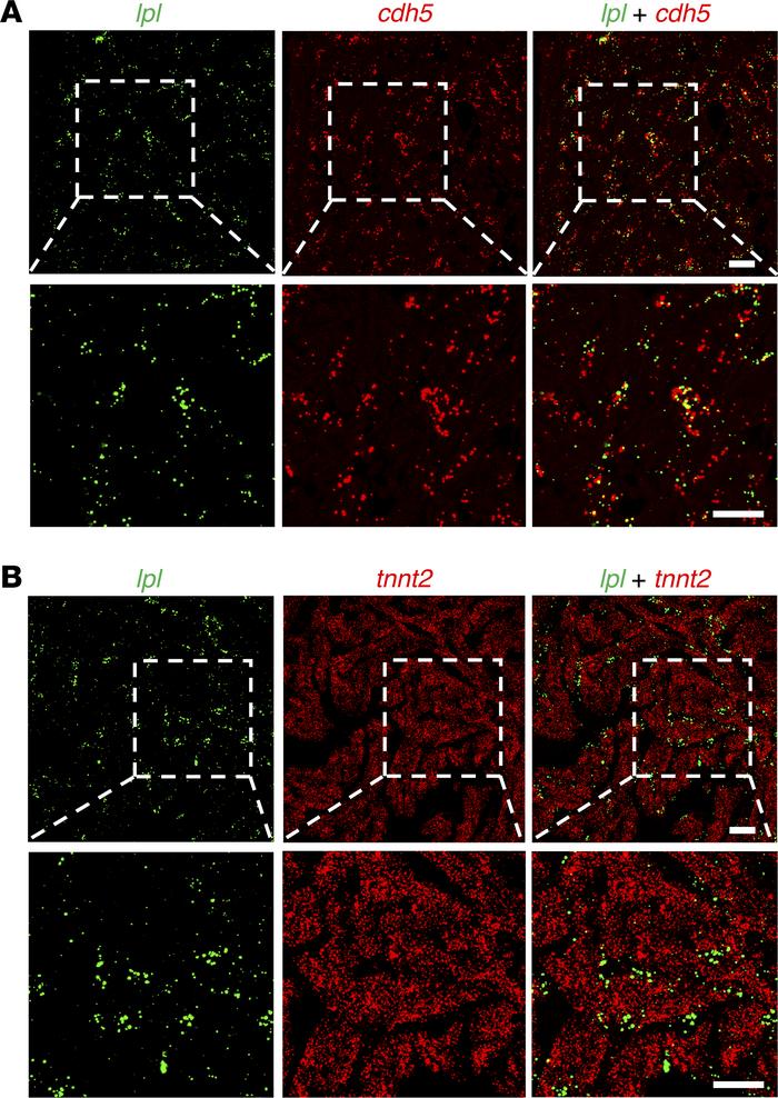 ISH studies on zebrafish heart with RNAscope probes.
(A) Confocal microg...