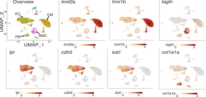 Single-cell RNA transcriptomic studies on zebrafish hearts, revealing LP...