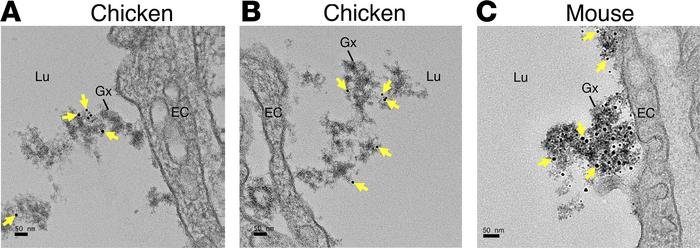 Transmission electron micrographs of mouse and chicken heart, revealing ...
