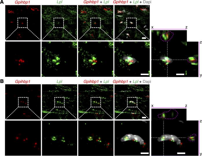 ISH studies of mouse heart with RNAscope probes for Lpl and Gpihbp1.
(A ...