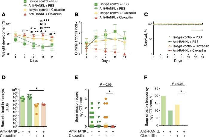 Combining antibiotics with anti-RANKL treatment proves superior to antib...