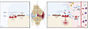 Modulating the monocyte transition to osteoclast-like cells to prevent bone