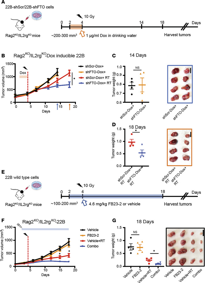 FTO inhibition enhances the radiation response of human HNSCC tumors.
(A...